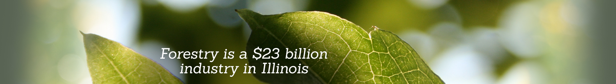 Forestry is a $23 billion industry in Illinois