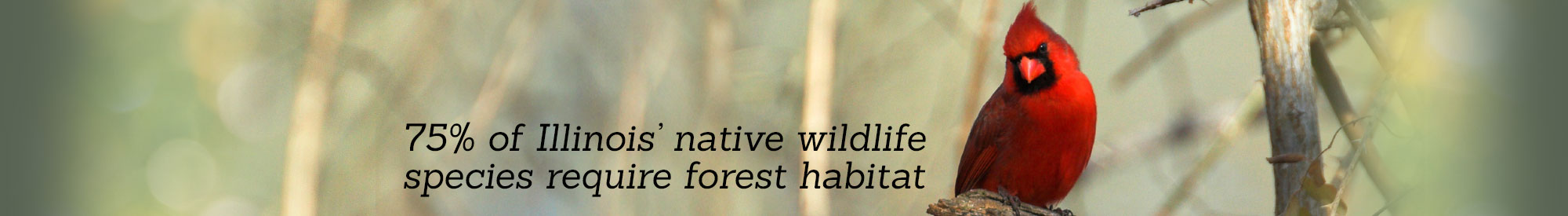 75% of Illinois' native wildlife require forest habitat.