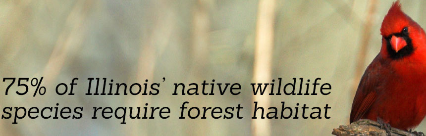 Illinois is home to 4.9 million acres of forest land.